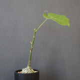 プセウド ボンバックス （実生）EC1205