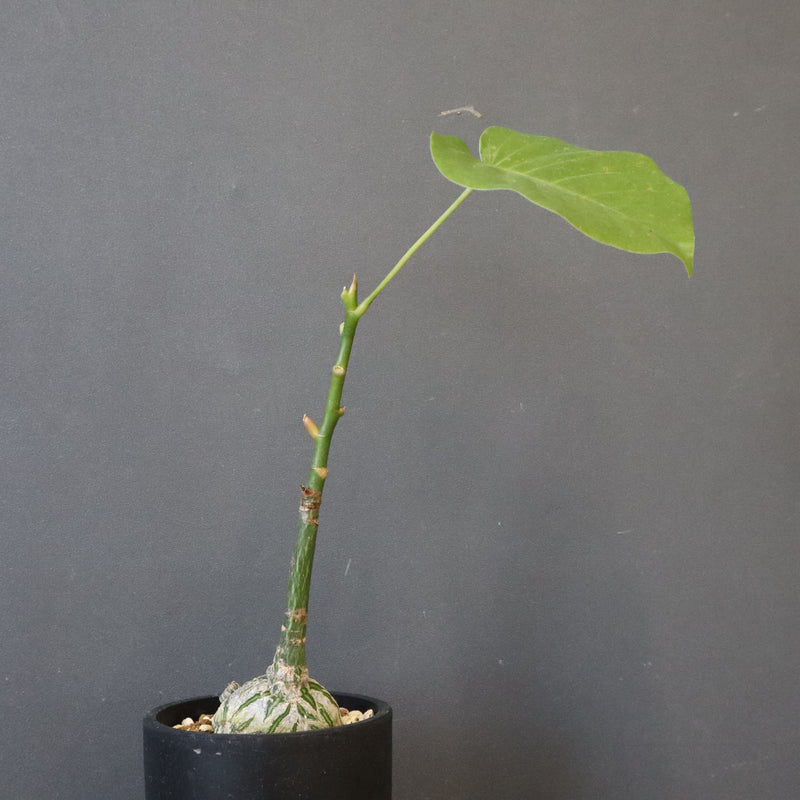 プセウド ボンバックス （実生）EC1205