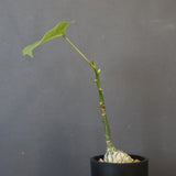 プセウド ボンバックス （実生）EC1205