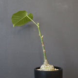 プセウド ボンバックス （実生）EC1205