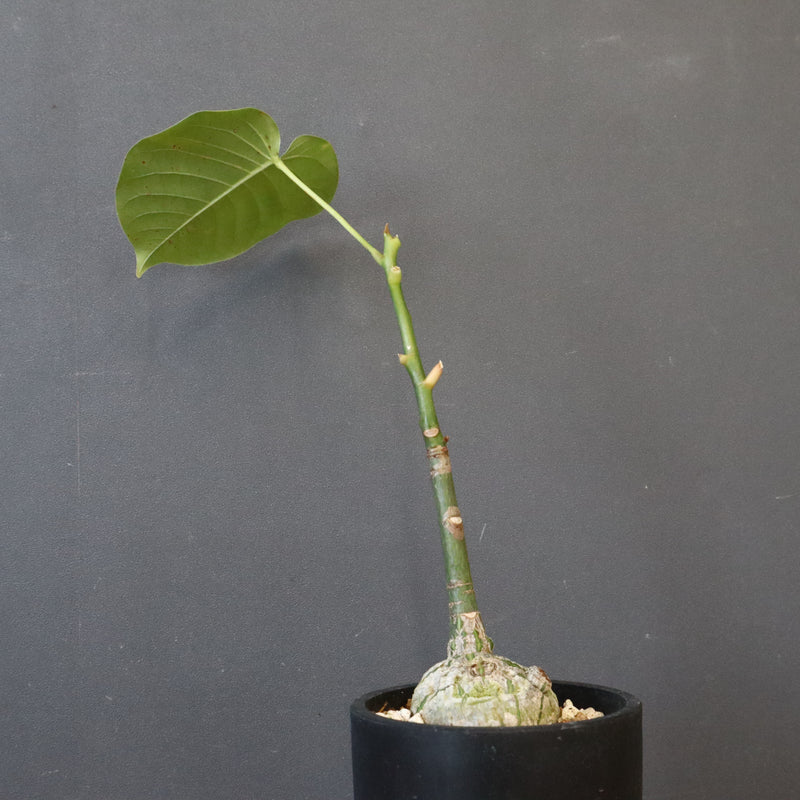 プセウド ボンバックス （実生）EC1205