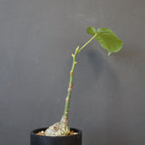 プセウド ボンバックス （実生）EC1205