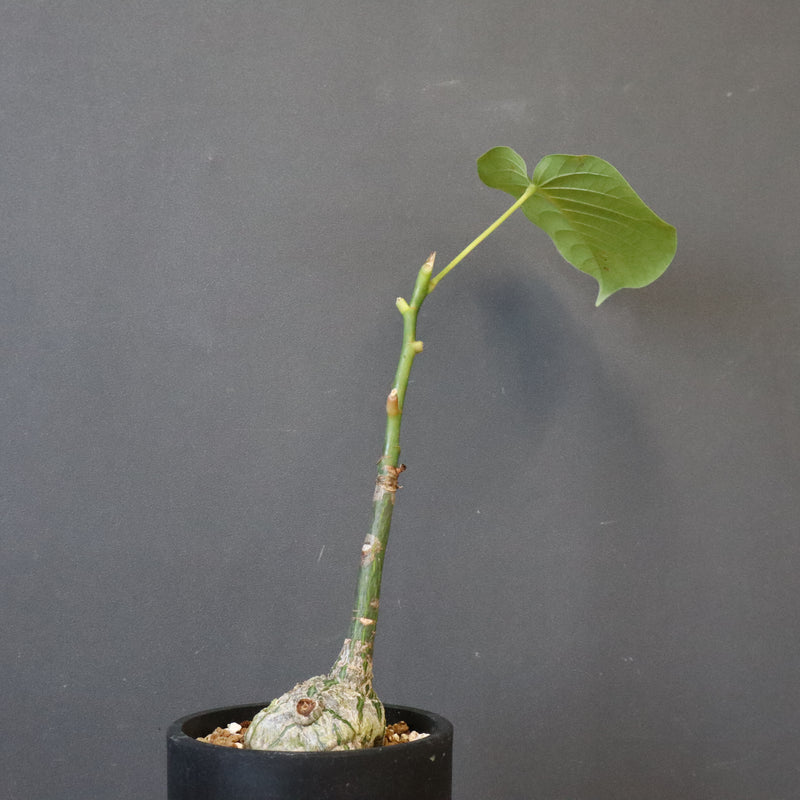 プセウド ボンバックス （実生）EC1205