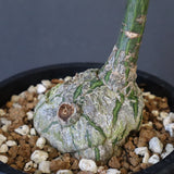 プセウド ボンバックス （実生）EC1205