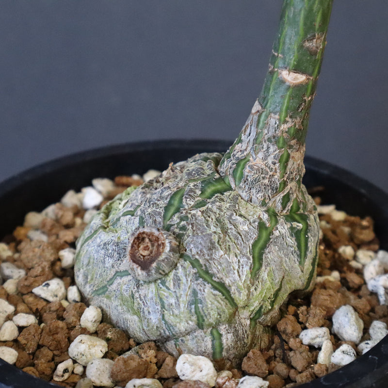 プセウド ボンバックス （実生）EC1205