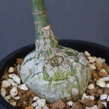 プセウド ボンバックス （実生）EC1205