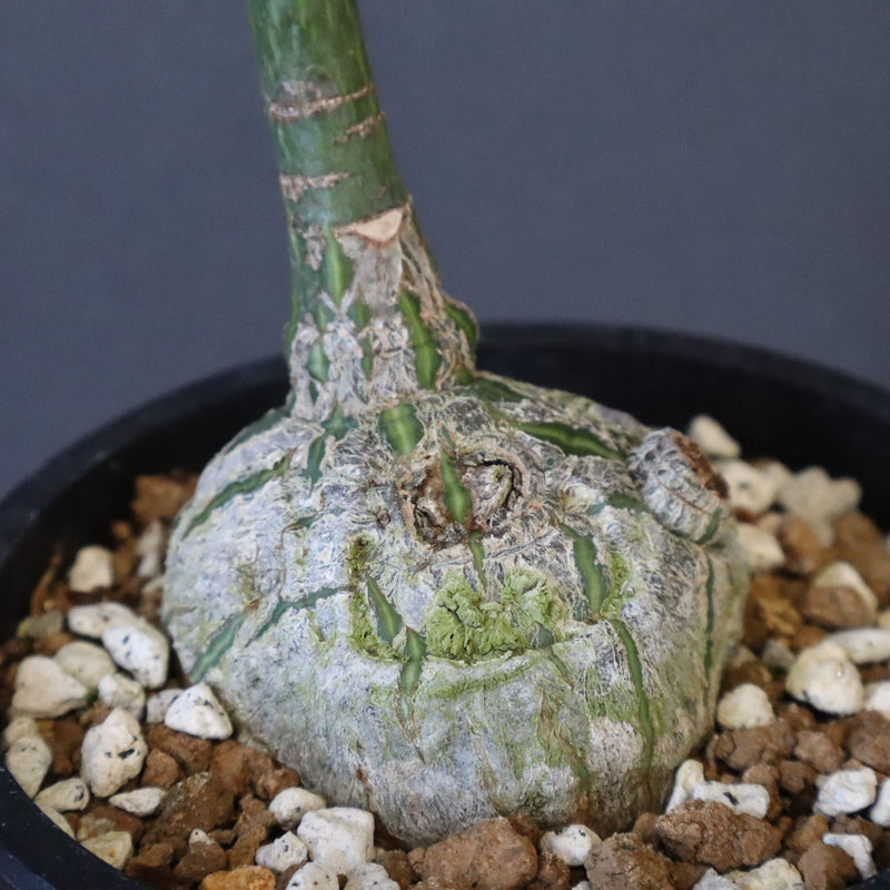 プセウド ボンバックス （実生）EC1205