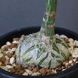 プセウド ボンバックス （実生）EC1205