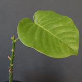 プセウド ボンバックス （実生）EC1205