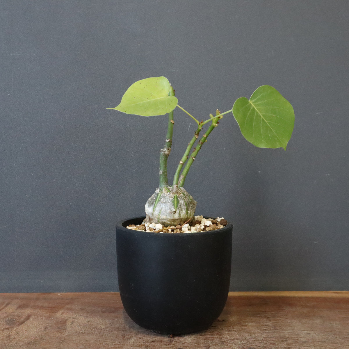 中型 塊根植物 生育中 塊根植物 – 13ページ目 – TaiShoDo ONLINE SHOP