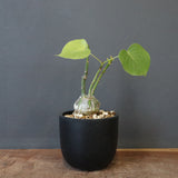 プセウド ボンバックス （実生）EC1203