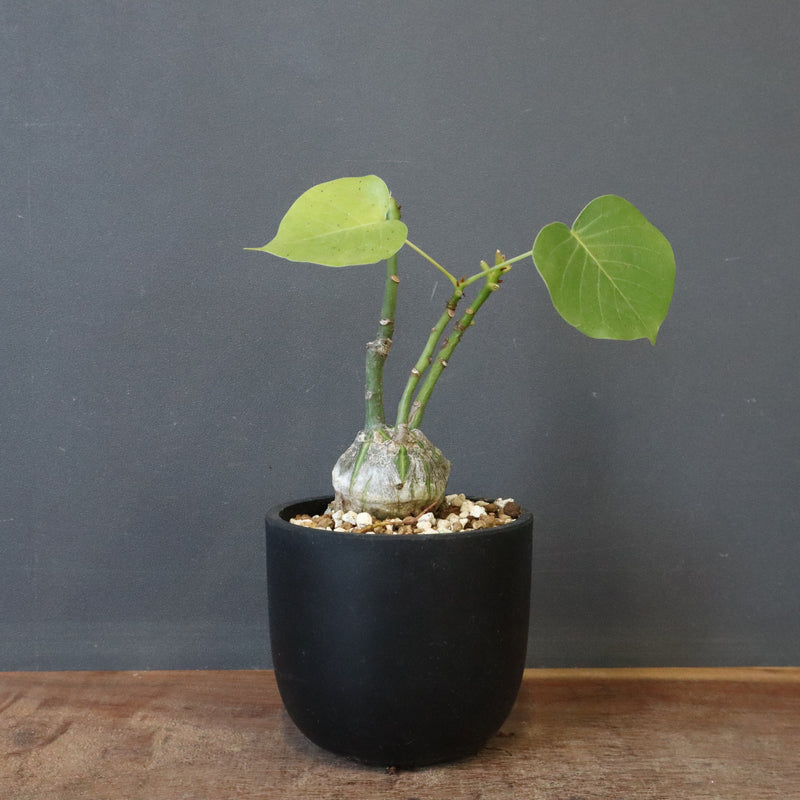 プセウド ボンバックス （実生）EC1203