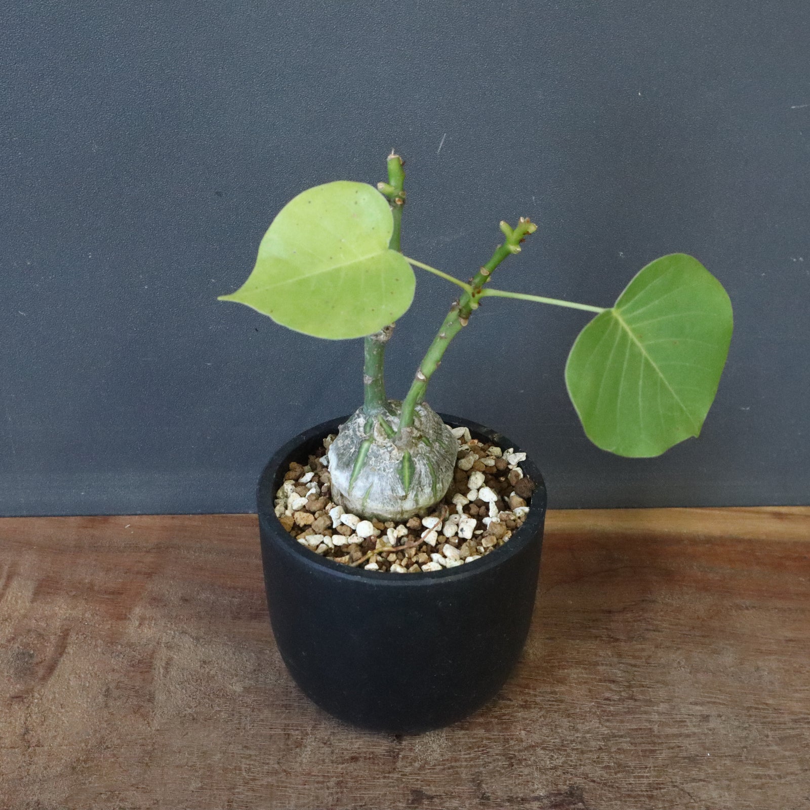 プセウド ボンバックス （実生）EC1203 – TaiShoDo ONLINE SHOP