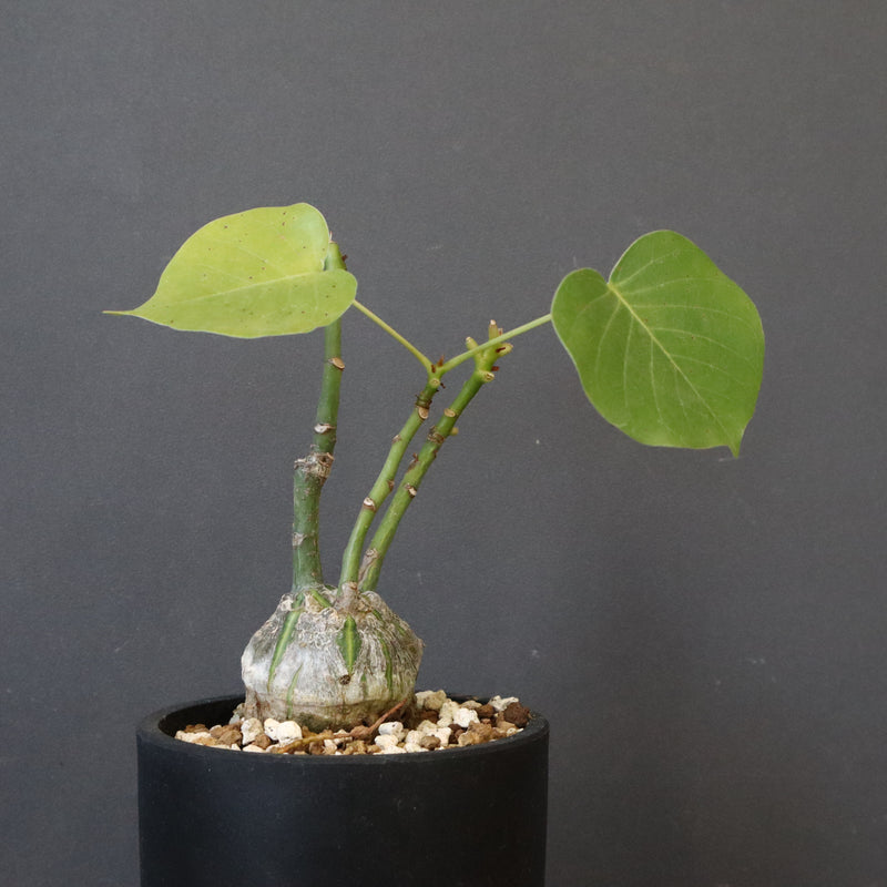 プセウド ボンバックス （実生）EC1203