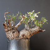 【雷土陶器鉢】O.パキプス 116