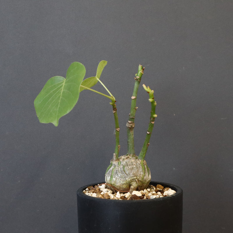 プセウド ボンバックス （実生）EC1203