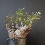 【雷土陶器鉢】O.パキプス 116