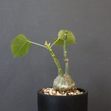 プセウド ボンバックス （実生）EC1203