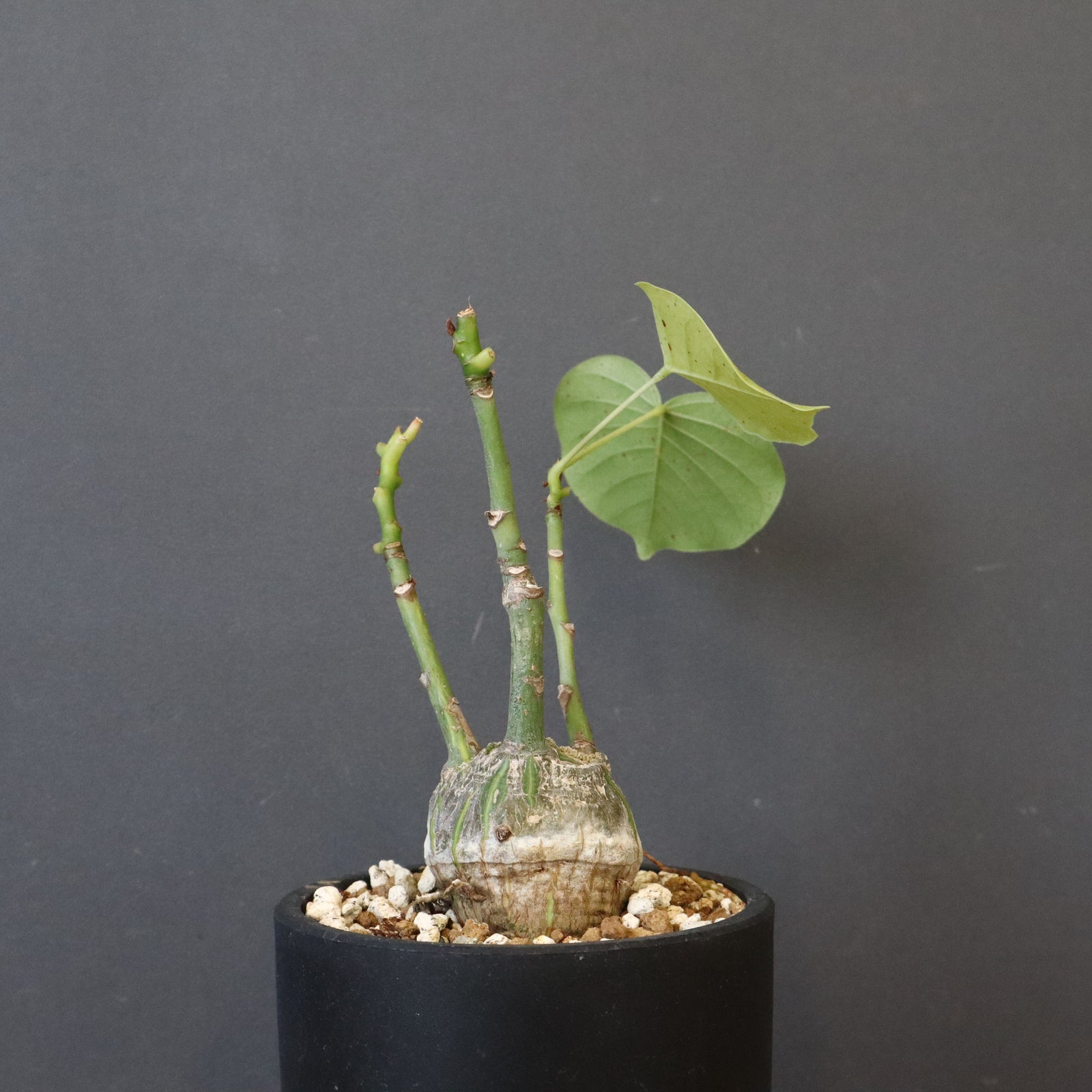 IMG_1692_1600x.jpg?v=1763866722