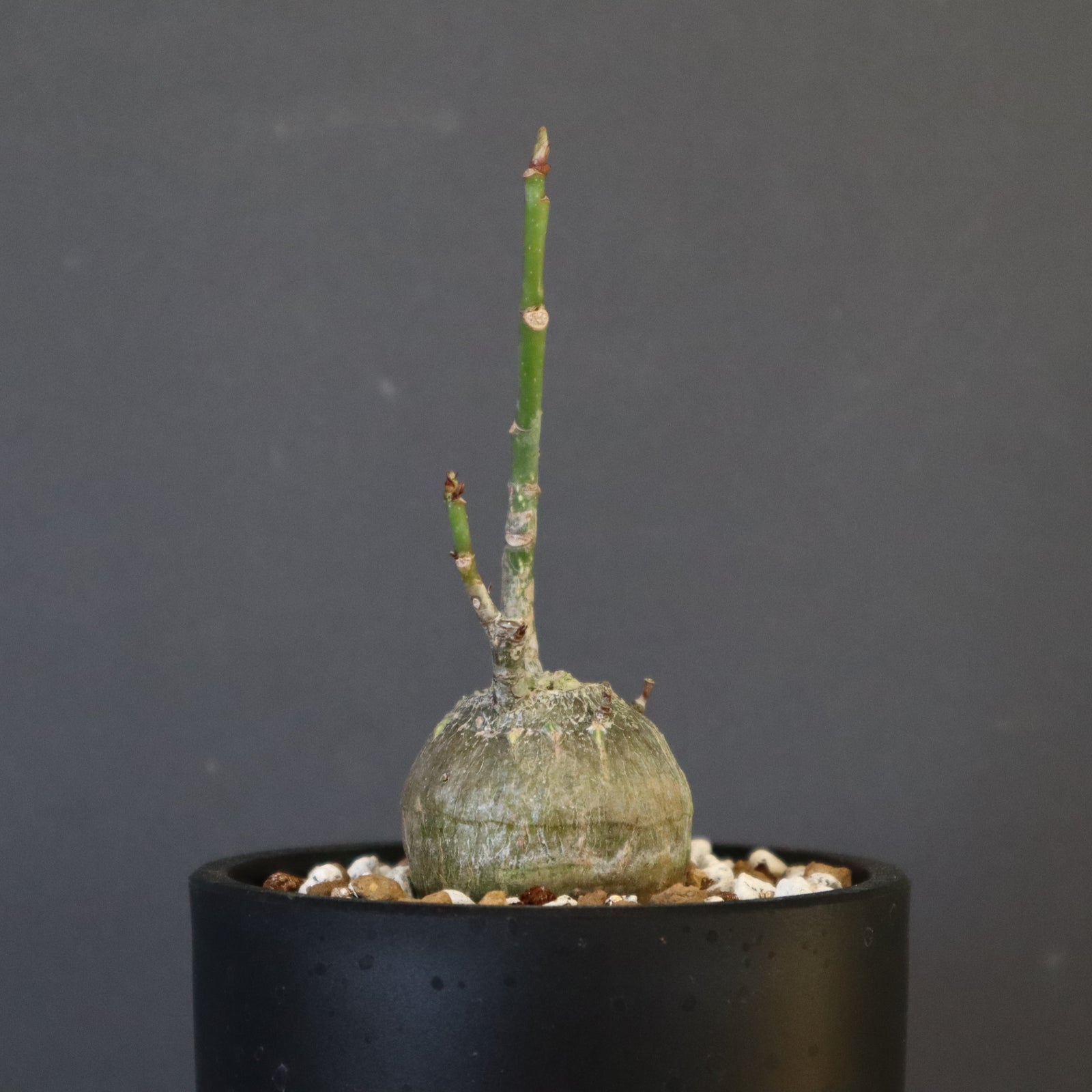 ボンバックス　実生E プセウド ボンバックス （実生）1 – TaiShoDo ONLINE SHOP
