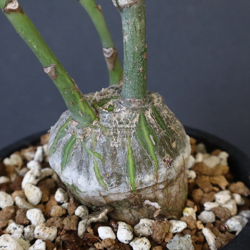 プセウド ボンバックス （実生）EC1203