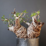 【雷土陶器鉢】O.パキプス 116