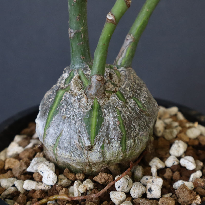 プセウド ボンバックス （実生）EC1203