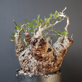 【雷土陶器鉢】O.パキプス 116