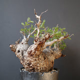 【雷土陶器鉢】O.パキプス 116