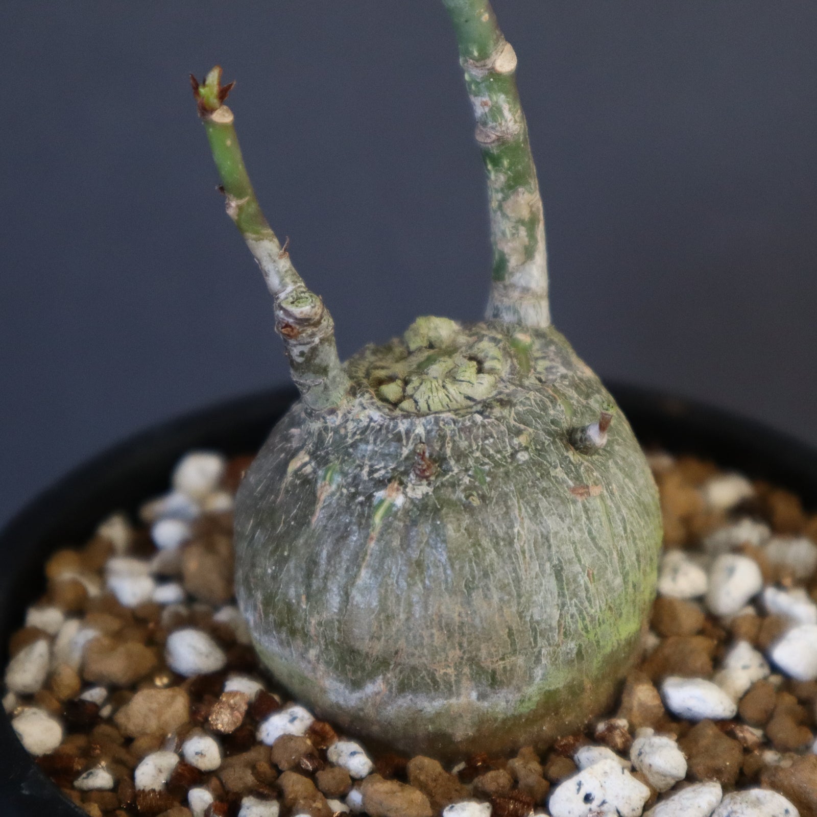 ボンバックス　実生B ボンバックス（Pseudobombax）をたねから育てる成長記録
