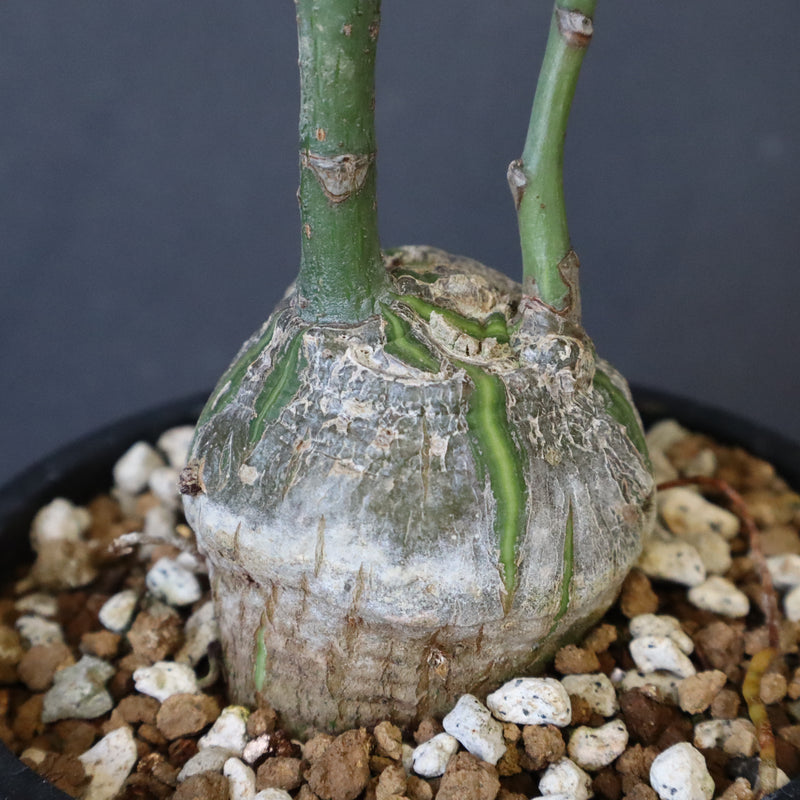 プセウド ボンバックス （実生）EC1203