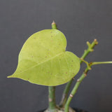 プセウド ボンバックス （実生）EC1203