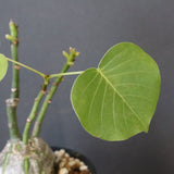 プセウド ボンバックス （実生）EC1203