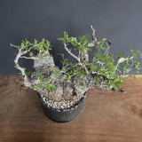 【雷土陶器鉢】O.パキプス 116