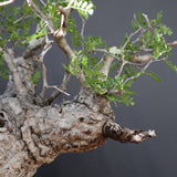 【雷土陶器鉢】O.パキプス 116