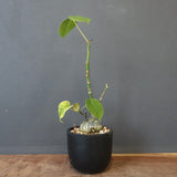 プセウド ボンバックス （実生）EC1204