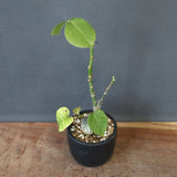 プセウド ボンバックス （実生）EC1204