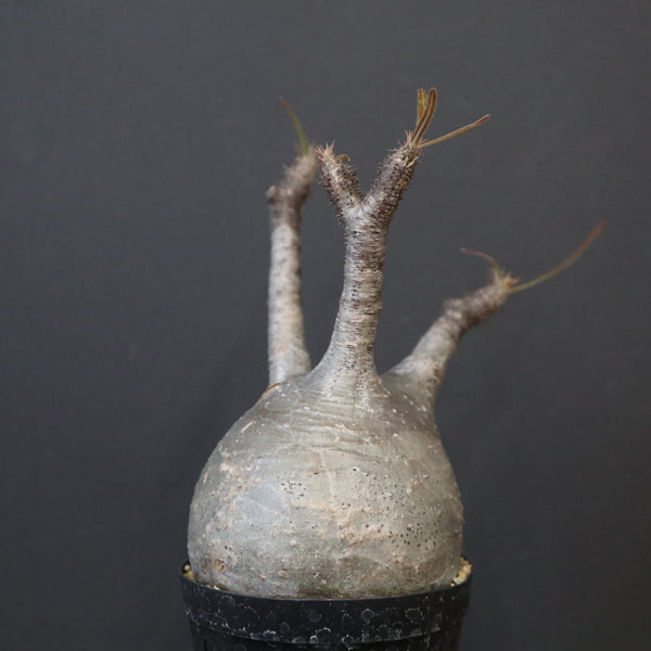 塊根植物 – 7ページ目 – TaiShoDo ONLINE SHOP