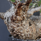 【雷土陶器鉢】O.パキプス 116