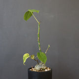 プセウド ボンバックス （実生）EC1204