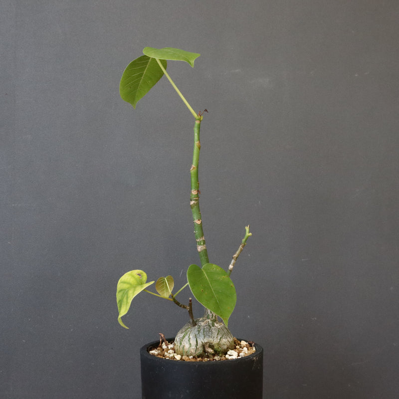 プセウド ボンバックス （実生）EC1204