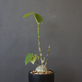 プセウド ボンバックス （実生）EC1204