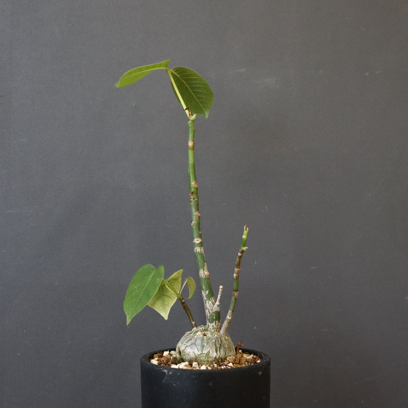 プセウド ボンバックス （実生）EC1204