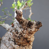 【雷土陶器鉢】O.パキプス 116