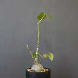 プセウド ボンバックス （実生）EC1204