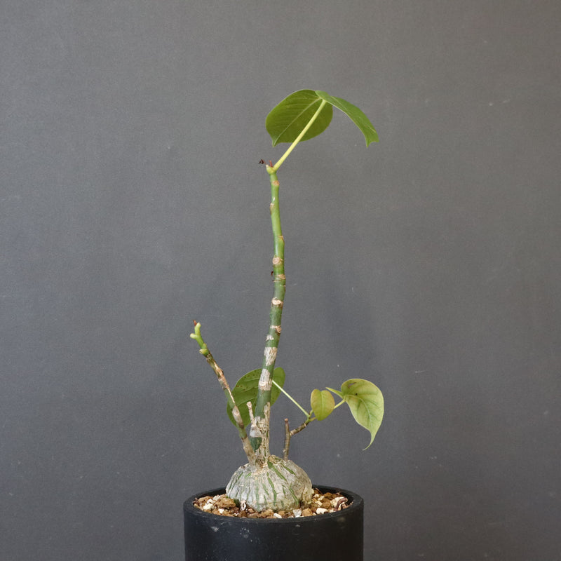 プセウド ボンバックス （実生）EC1204