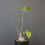 プセウド ボンバックス （実生）EC1204