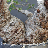 【雷土陶器鉢】O.パキプス 116