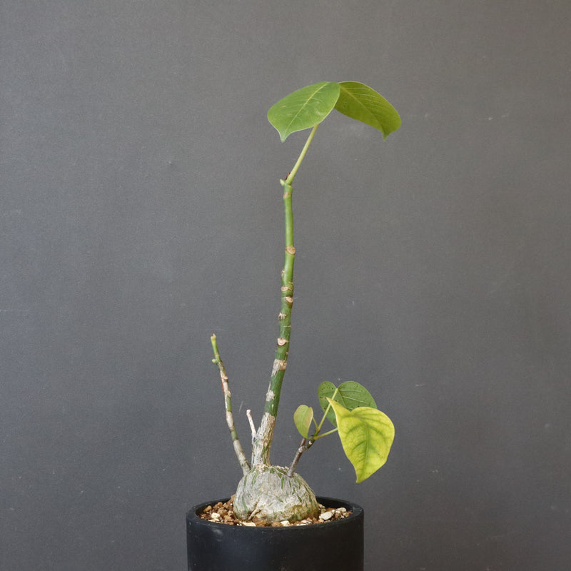 プセウド ボンバックス （実生）EC1204