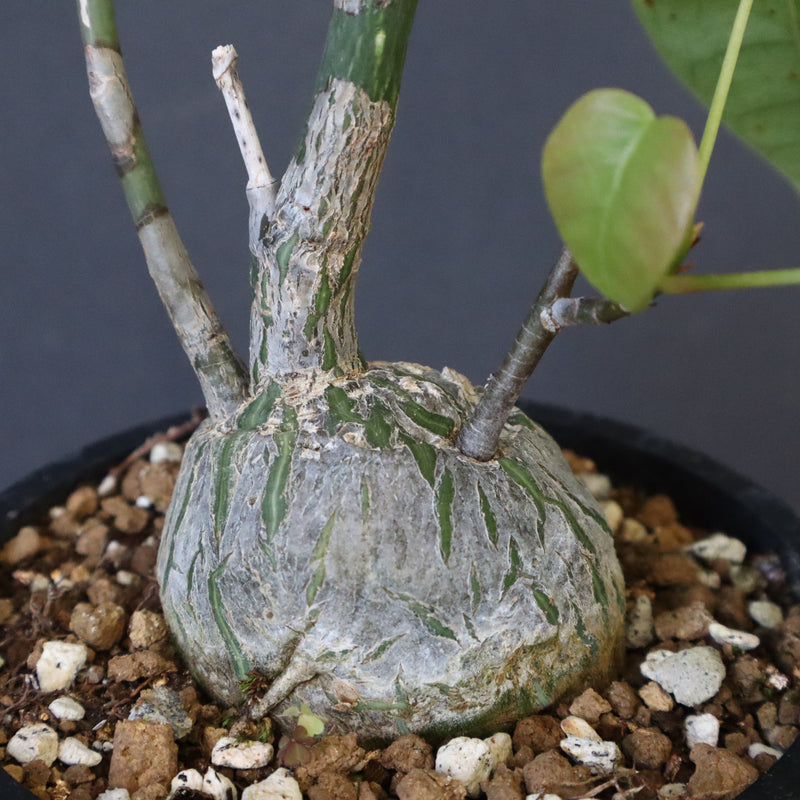 プセウド ボンバックス （実生）EC1204